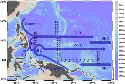 Nanophytoplankton and <mark class="highlighted">microphytoplankton</mark> in the western tropical Pacific Ocean: its community structure, cell size and carbon biomass
